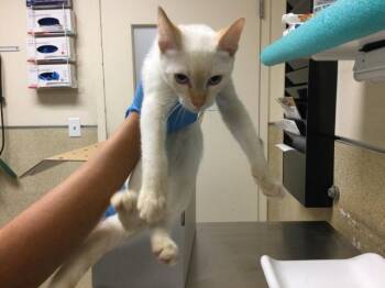 Domestic Short Hair Cats Available for Adoption - ASTRO | PetCurious