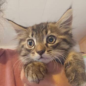 Gremlin -  Domestic Medium Hair Cat for Adoption in Hanna City, Illinois - Gremlin | PetCurious