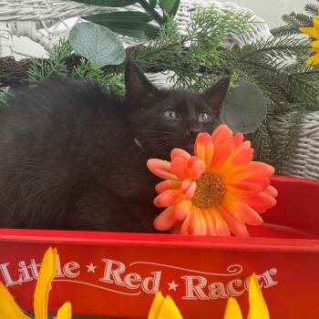 Shelby Rover 56554 -  Domestic Short Hair Cat for Adoption in Eaton Rapids, Michigan - Shelby Rover 56554 | PetCurious