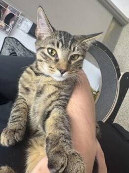 Isosceles -  Domestic Short Hair Cat for Adoption in Lake Tapwingo, Missouri - Isosceles | PetCurious