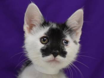 Latte -  Domestic Short Hair Cat for Adoption in Portland, Oregon - Latte | PetCurious