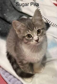 Sugar Pea -  Domestic Short Hair Cat for Adoption in Kenosha, Wisconsin - Sugar Pea | PetCurious