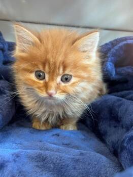 Domestic Long Hair Cats Available for Adoption in Bloomington, Indiana - Maxwell Smart | PetCurious