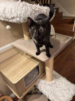 Winkerbelle -  Tortoiseshell and Domestic Short Hair Cat for Adoption in Laguna Niguel, California - Winkerbelle | PetCurious