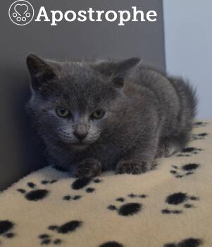 Rescue Domestic Short Hair Cats for Adoption in Montreal, Quebec - Apostrophe | PetCurious