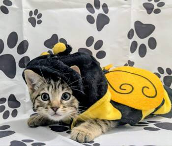 Creek -  Domestic Short Hair Cat for Adoption in Chesapeake Beach, Maryland - Creek | PetCurious