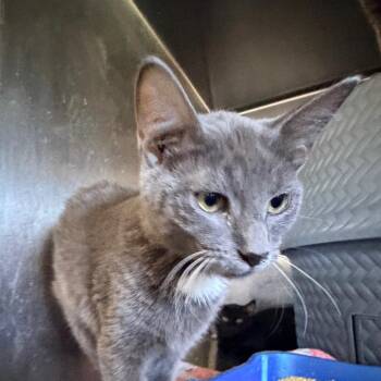 Duncan -  Domestic Short Hair Cat for Adoption in Hemet, California - Duncan | PetCurious