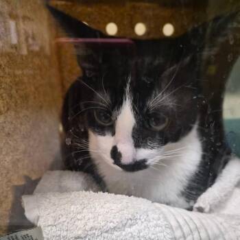 Martina -  Domestic Short Hair Cat for Adoption in Pasadena, California - Martina | PetCurious