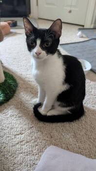 Marty -  Domestic Short Hair Cat for Adoption in Lafayette, Colorado - Marty | PetCurious