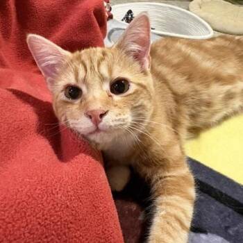 Domestic Short Hair Cats Available for Adoption in Stockholm, Wisconsin - Peanut | PetCurious