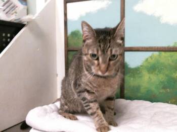 STRIPE -  Domestic Short Hair Cat for Adoption in Houston, Texas - STRIPE | PetCurious