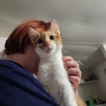Sid -  Domestic Short Hair Cat for Adoption in Mount Pleasant, Texas - Sid | PetCurious