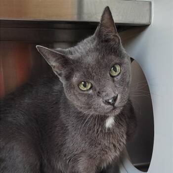 Domestic Short Hair Cats Available for Adoption - Prada | PetCurious