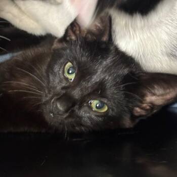 Shaak Ti -  Domestic Short Hair Cat for Adoption in Charleston, West Virginia - Shaak Ti | PetCurious