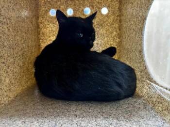 Domestic Short Hair Cats Available for Adoption - CINDER | PetCurious