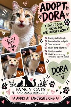 Dora -  Domestic Short Hair Cat for Adoption in Herndon, Virginia - Dora | PetCurious