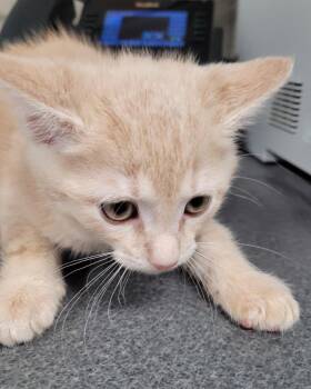 Domestic Short Hair Cats Available for Adoption in Hopkinsville, Kentucky - Quentin | PetCurious