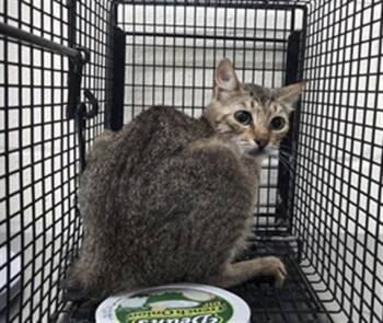A598979 -  Domestic Short Hair Cat for Adoption in Orlando, Florida - A598979 | PetCurious