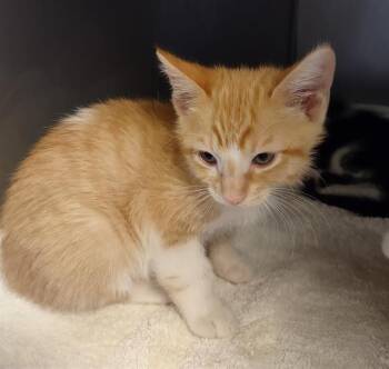 ALMOND* -  Domestic Short Hair Cat for Adoption in Santa Cruz, California - ALMOND* | PetCurious