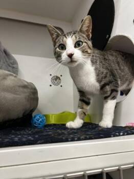 Mr. Amazing -  Domestic Short Hair Cat for Adoption in Westland, Michigan - Mr. Amazing | PetCurious