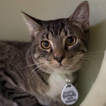 Domestic Short Hair Cats Available for Adoption - Dusty Bottoms | PetCurious
