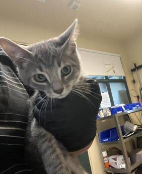 Rescue Domestic Short Hair Cats for Adoption in Pasadena, California - LUKE | PetCurious