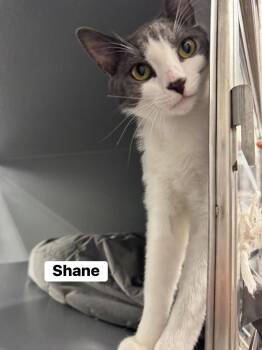 Shane  -  Domestic Short Hair Cat Available for Adoption - Shane  | PetCurious