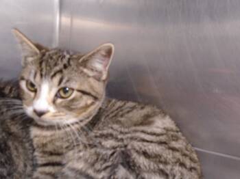 Rescue Domestic Short Hair Cats for Adoption in Hopkinsville, Kentucky - Prissy | PetCurious