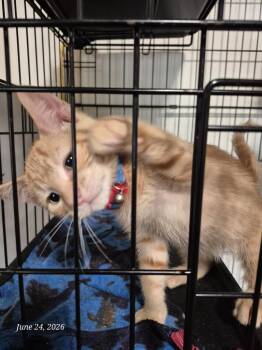 Tuffy -  Domestic Short Hair Cat for Adoption in Thompson Falls, Montana - Tuffy | PetCurious