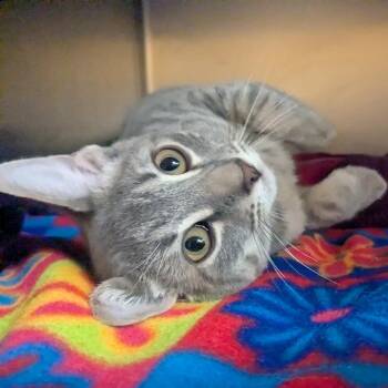 Domestic Short Hair Cats Available for Adoption in Providence, Rhode Island - Branch | PetCurious