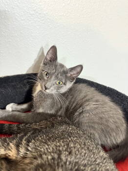 Rescue Domestic Short Hair Cats for Adoption in Land O