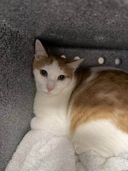 Biscuit -  Domestic Short Hair Cat for Adoption in Daytona Beach, Florida - Biscuit | PetCurious