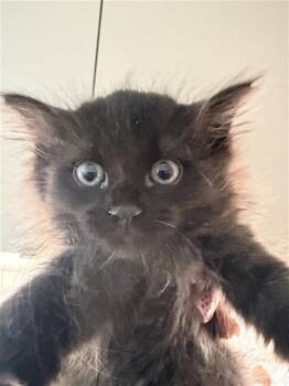 A658308 -  Domestic Medium Hair Cat for Adoption in Houston, Texas - A658308 | PetCurious