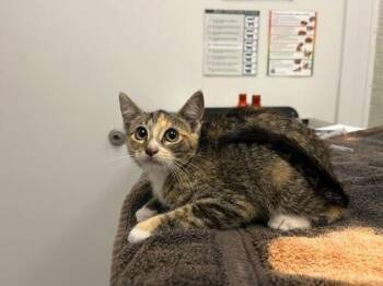 Loud On The Bayou -  Domestic Short Hair Cat for Adoption in Kansas City, Missouri - Loud On The Bayou | PetCurious