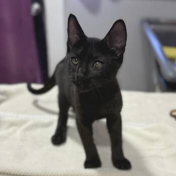 Friend -  Domestic Short Hair Cat for Adoption in Los Angeles, California - Friend | PetCurious