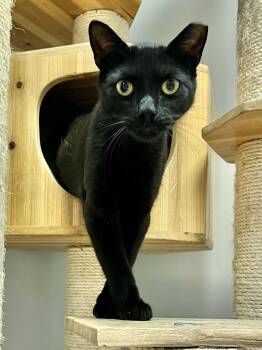 Rescue Domestic Short Hair Cats for Adoption in Warrington, Pennsylvania - Vivo | PetCurious