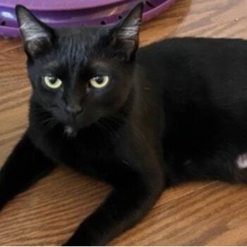 Domestic Short Hair Cats Available for Adoption in Franklin, Tennessee - Lilly | PetCurious