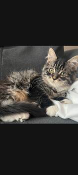 Ling Lang -  Domestic Medium Hair Cat for Adoption in Pasco, Washington - Ling Lang | PetCurious