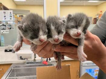MARSHA -  Domestic Short Hair Cat for Adoption in Tustin, California - MARSHA | PetCurious