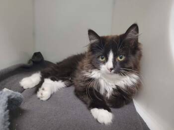 Malibu -  Domestic Long Hair Cat for Adoption in Delson, Quebec - Malibu | PetCurious