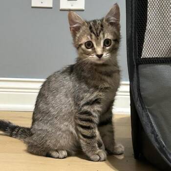Dani Gartner -  Domestic Medium Hair Cat for Adoption in Dearborn, Michigan - Dani Gartner | PetCurious