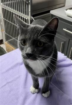 Squeeker A061359 -  Domestic Short Hair Cat for Adoption in San Andreas, California - Squeeker A061359 | PetCurious