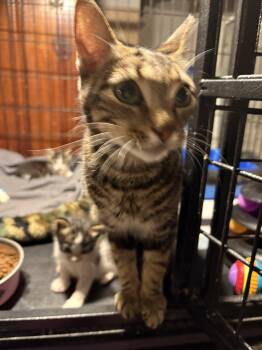 Maila Nurmi -  Domestic Short Hair Cat for Adoption in Philadelphia, Pennsylvania - Maila Nurmi | PetCurious