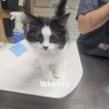 Wheezy -  Domestic Medium Hair Cat for Adoption in Rocky Mount, Virginia - Wheezy | PetCurious