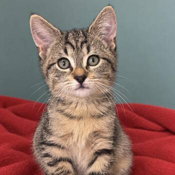 Dorito -  Domestic Short Hair Cat for Adoption in Pontiac, Michigan - Dorito | PetCurious