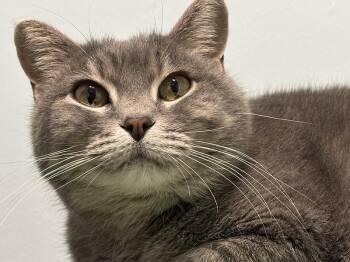 Rescue Domestic Short Hair Cats for Adoption in Chicago, Illinois - Seal | PetCurious