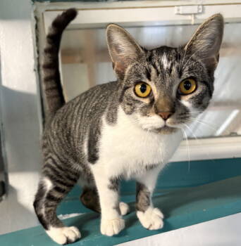 Rescue Domestic Short Hair Cats for Adoption in Sistersville, West Virginia - Katniss | PetCurious