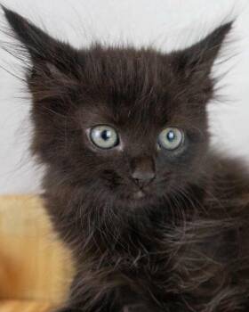 Howard -  Domestic Medium Hair Cat for Adoption in Kennesaw, Georgia - Howard | PetCurious