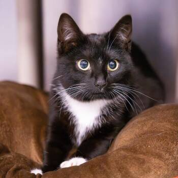 Domestic Short Hair Cats Available for Adoption in Mentor, Ohio - Daffody | PetCurious