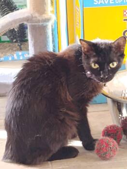 Bombay Cats Available for Adoption in Glendale, Arizona - Shadow | PetCurious